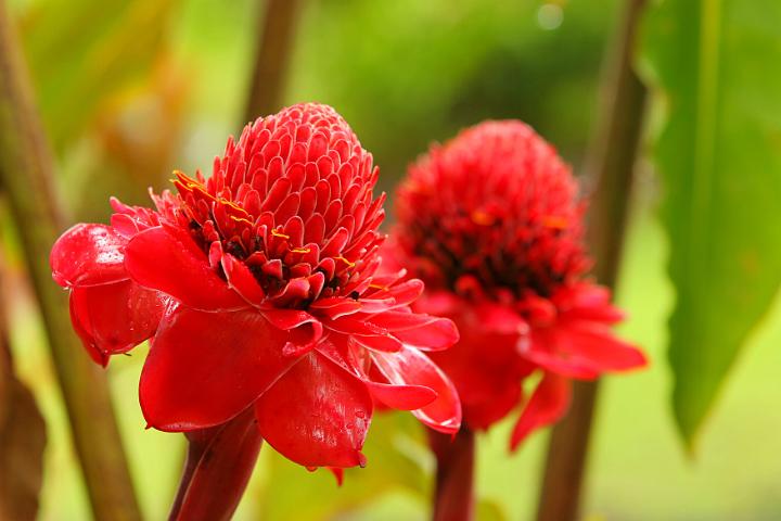 Fleurs 050.jpg